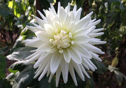 Volunteer Opportunities