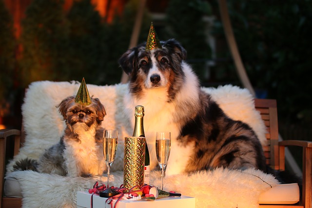 New Years Dogs