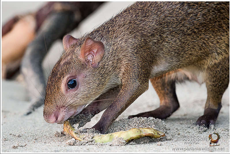 Agouti Mouse