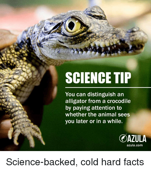 Alligator crocodile meme