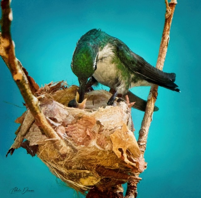 Hummingbirds of Panama